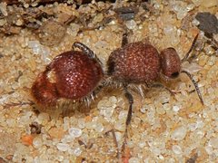 Ephutomorpha ferruginata