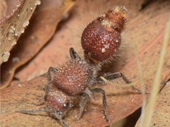 Ephutomorpha ferruginata