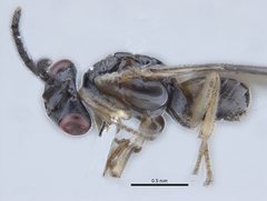 Tanaostigmodes