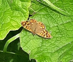 Pararge aegeria aegeria