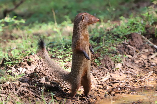 Ruddy Mongoose