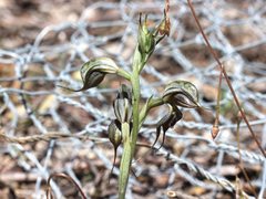 Pterostylis cheraphila