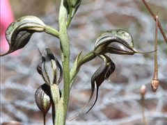 Pterostylis cheraphila