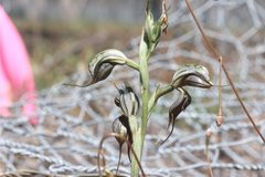 Pterostylis cheraphila