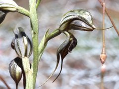 Pterostylis cheraphila