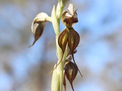Pterostylis cheraphila