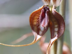 Pterostylis cheraphila