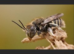 Pseudoanthidium repetitum