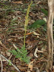 Botrychium australe
