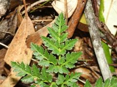 Botrychium australe