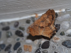 Semiothisops macariata