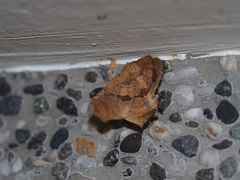 Semiothisops macariata
