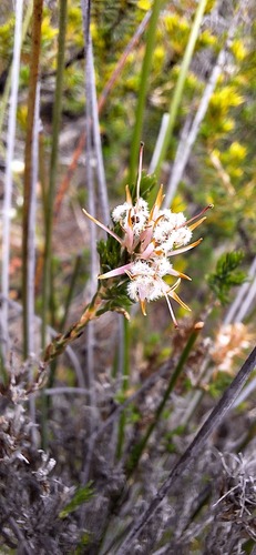 Andersonia aristata observed 2023-10-18