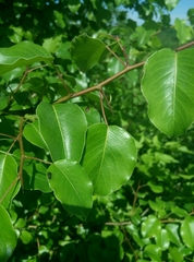 Pyrus communis caucasica