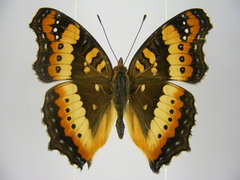 Precis ceryne ceryne