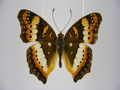 Precis ceryne ceryne