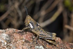 Yeelanna argus