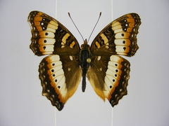 Precis ceryne ceryne