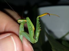 Miomantis caffra