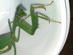 Miomantis caffra