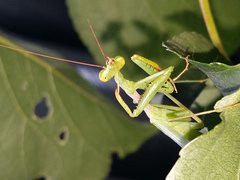 Miomantis caffra