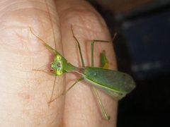 Miomantis caffra