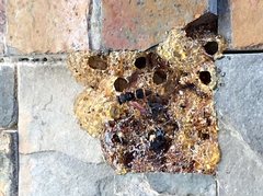 Epsilon chartergiforme