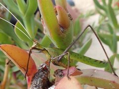 Anthophiloptera dryas