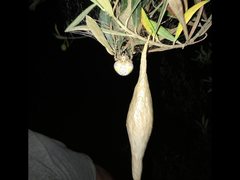 Ordgarius magnificus