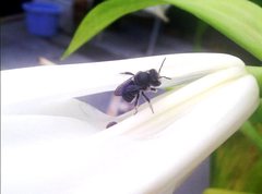 Pseudoanthidium repetitum