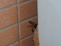 Phimenes flavopictus formosanus