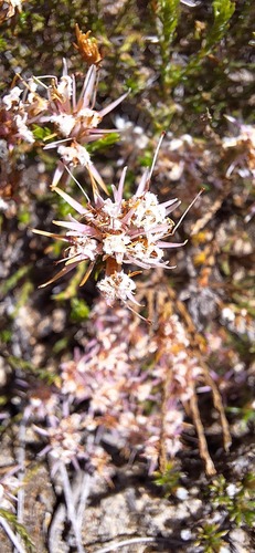 Andersonia aristata observed 2023-10-18
