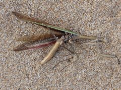 Phycosecis litoralis