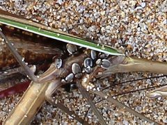 Phycosecis litoralis