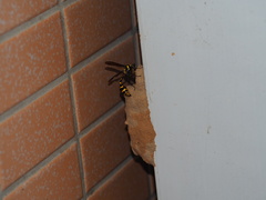 Phimenes flavopictus formosanus