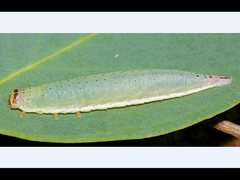 Paropsisterna crocata