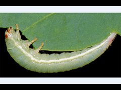 Paropsisterna crocata