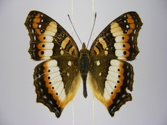 Precis ceryne ceryne