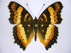 Precis ceryne ceryne