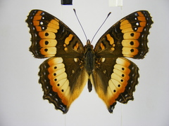 Precis ceryne ceryne