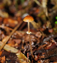 Conocybe filaris