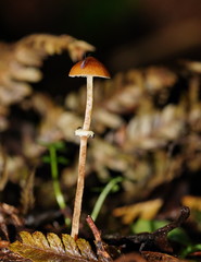 Conocybe filaris