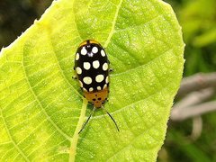 Phola octodecimguttata