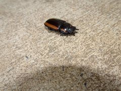 Prosopocoilus torresensis