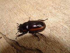 Prosopocoilus torresensis