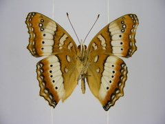 Precis ceryne ceryne