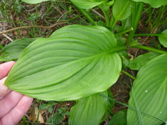Hosta