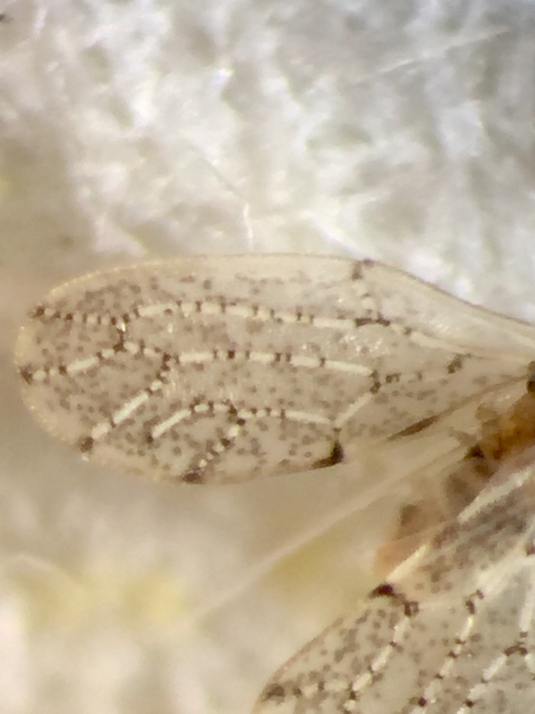 Anomalopsylla insignita