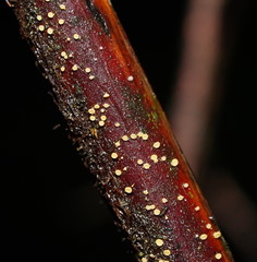 Lachnum pteridophyllum
