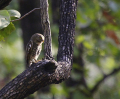 Glaucidium radiatum